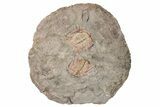 Two Colorful Kettneraspis Trilobite - Timrzit , Morocco #270567-1